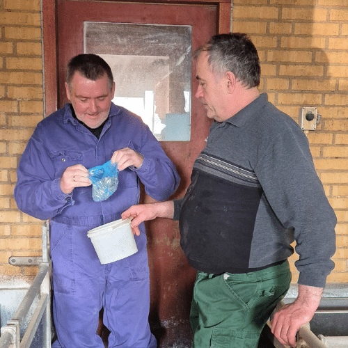Lars Peter Simonsen driver sammen med sin hustru Kirsten, Hovmarksgård udenfor Dronninglund i Vendsyssel. En slagtegriseproduktion, som producerer 6.500 slagtegrise årligt. Parret har brugt gyllefluer til at holde flueplagen nede igennem mange år.”