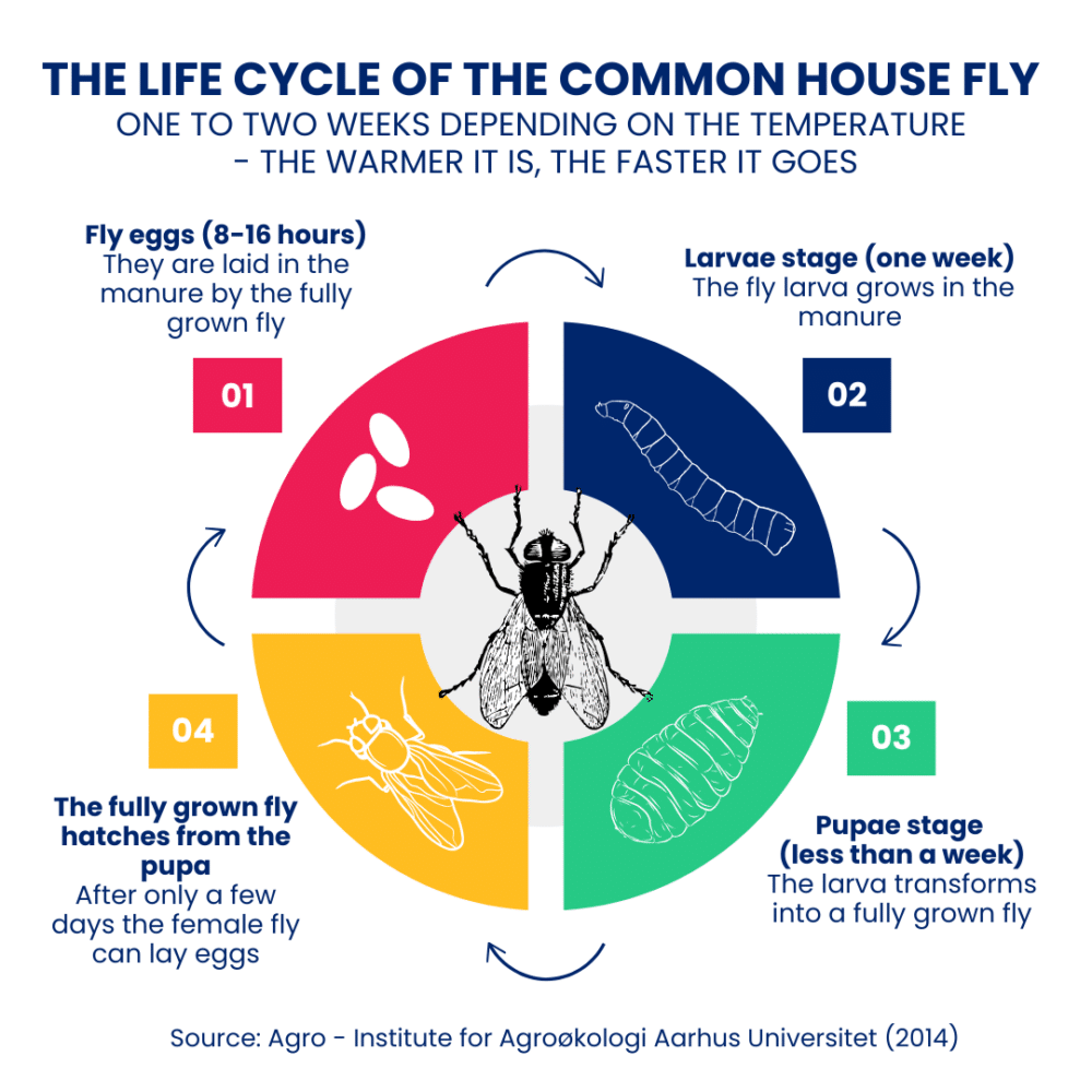 The life cycle of the common house fly